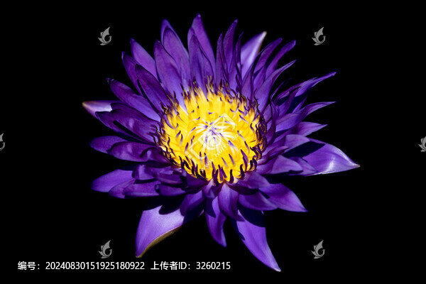 睡蓮