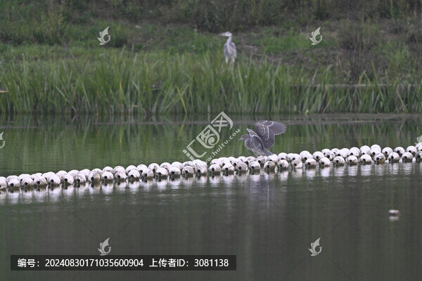 夜鷺
