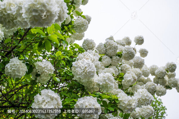 白色的繡球花