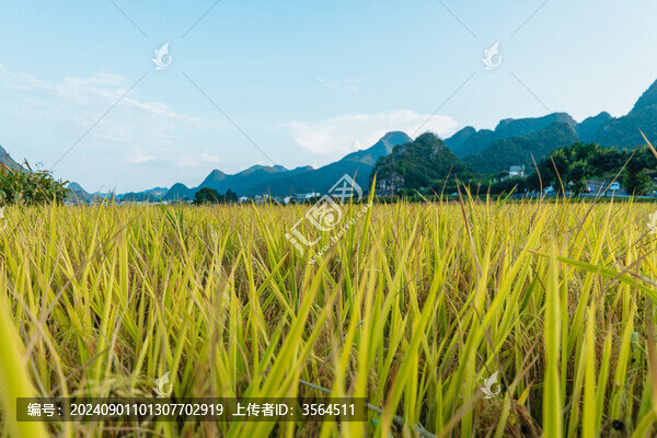 興義萬峰林的稻田風(fēng)光