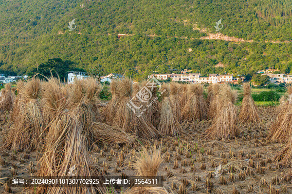 九月的興義萬峰林田園風(fēng)光