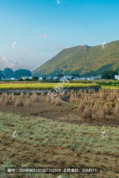 九月的興義萬峰林田園風光