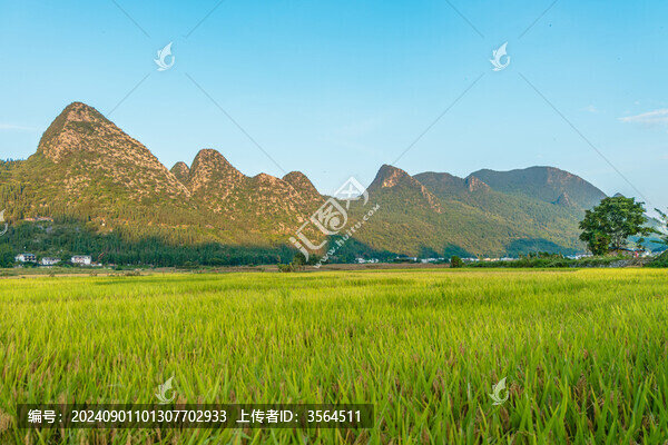 興義萬峰林的稻田風光