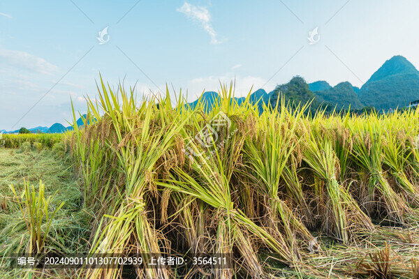 興義萬(wàn)峰林的稻田風(fēng)光