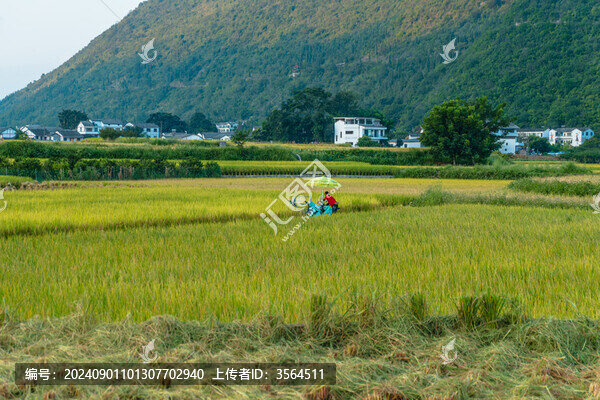 九月份的興義萬(wàn)峰林田園風(fēng)光