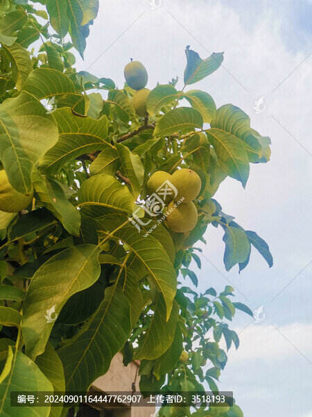 核桃樹