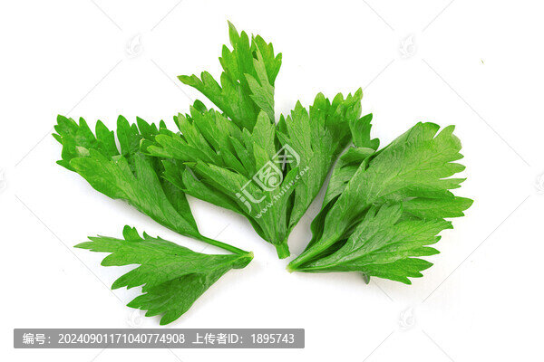 家常蔬菜芹菜葉子特寫