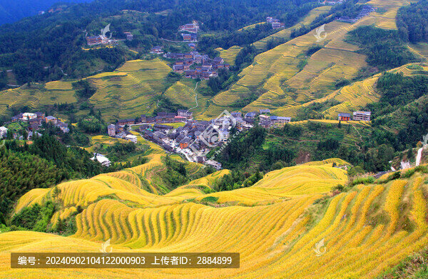 龍脊金坑大寨梯田