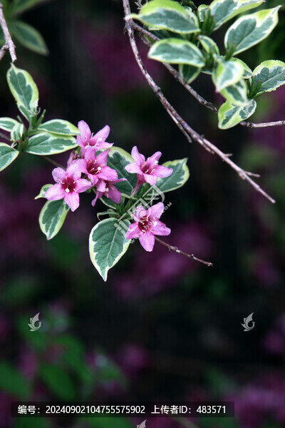 錦帶花