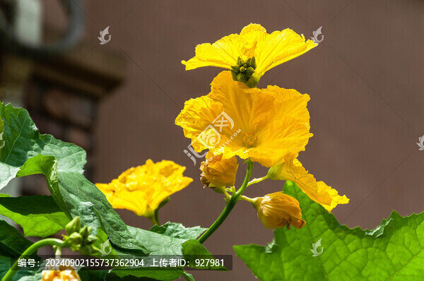 盛開的絲瓜花