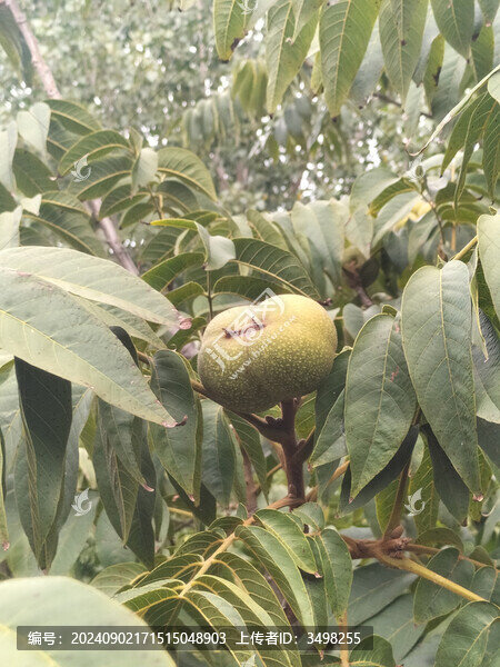 雙生核桃