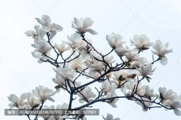 春天盛開(kāi)的白玉蘭花