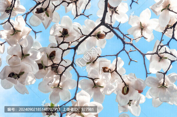 春天盛開的白玉蘭花