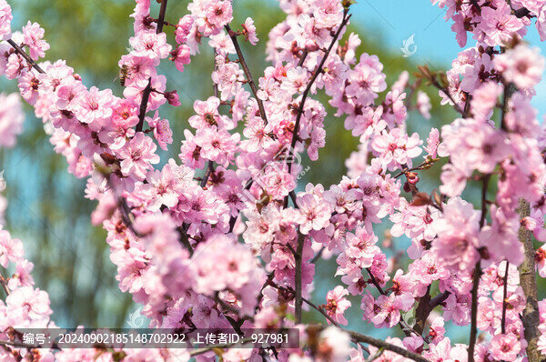 春天盛開(kāi)的美人梅花