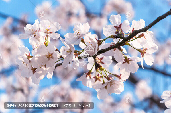 春天盛開的東京櫻花