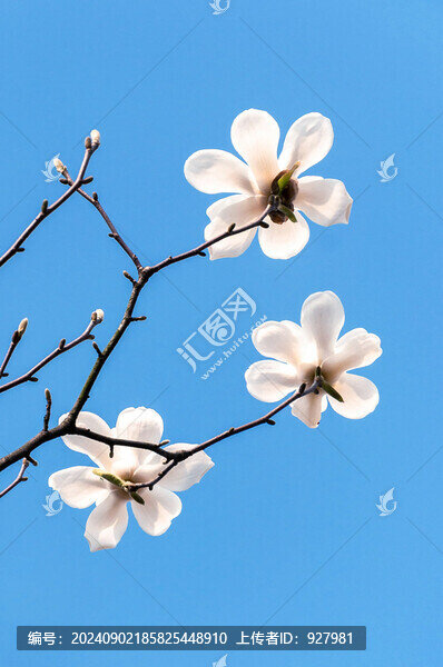 春天盛開的白玉蘭花