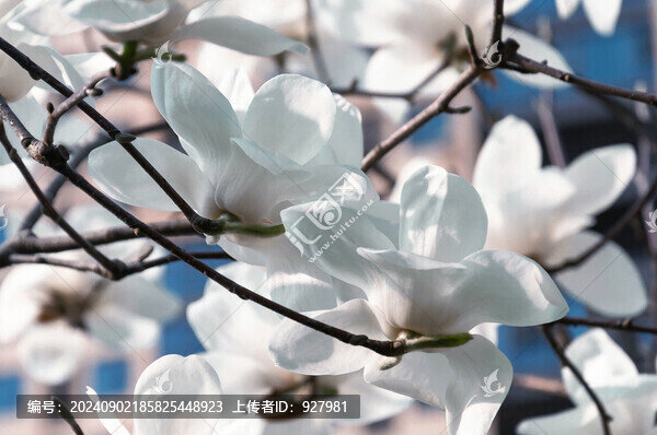 春天盛開的白玉蘭花