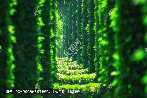 綠野仙蹤成都二環(huán)高架橋爬山虎