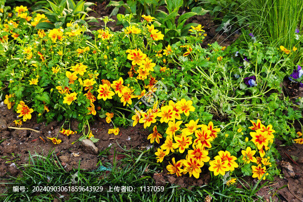 多年生草本植物勛章菊