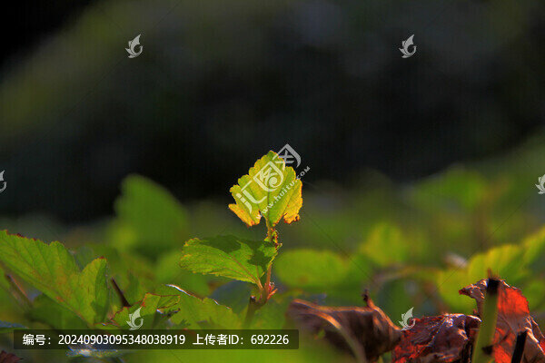 陽光下的綠葉
