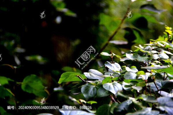 陽光下的綠葉