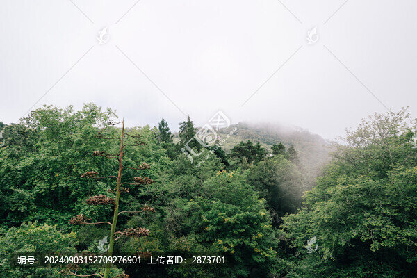 葡萄牙辛特拉景區(qū)森林植被