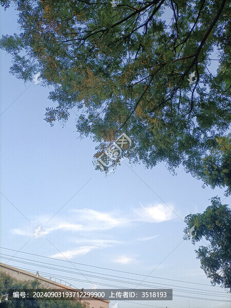 仰拍樹枝天空