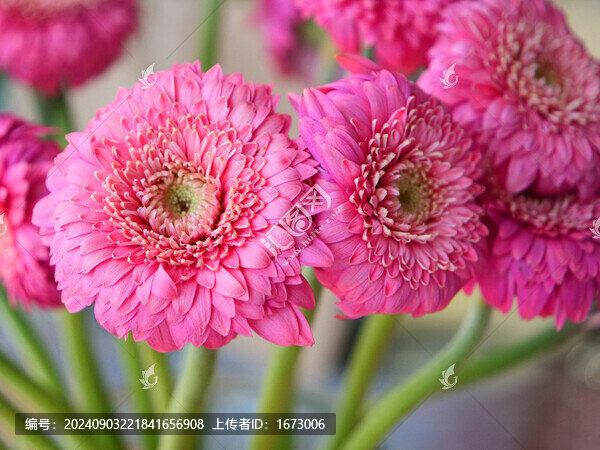 非洲菊