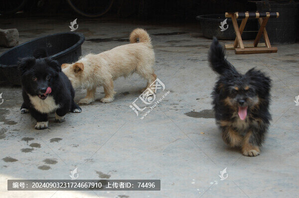 蝴蝶犬中華田園犬