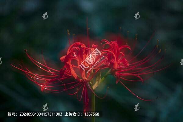 紅花石蒜