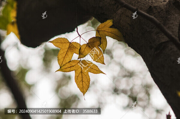 秋天戶外漂亮的楓葉紅了