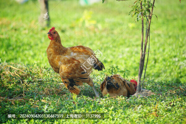 農(nóng)家散養(yǎng)土雞