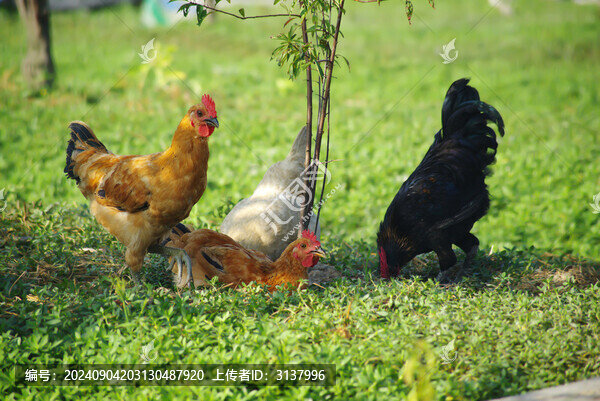 散養(yǎng)土雞