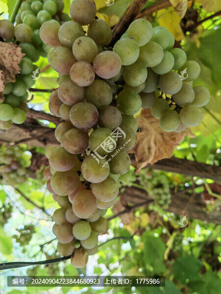 水果葡萄