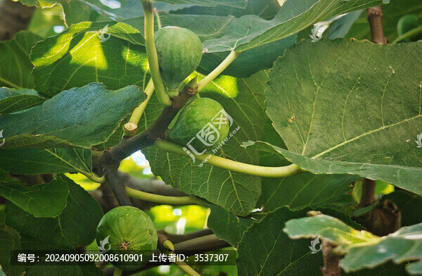 無花果樹