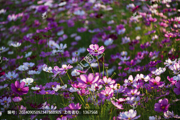 花海素材