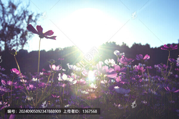 陽(yáng)光下的格?；? title=