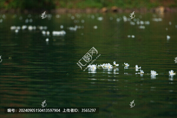 瀘沽湖水性楊花