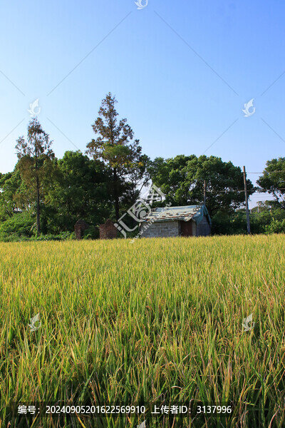 鄉(xiāng)村金色稻田