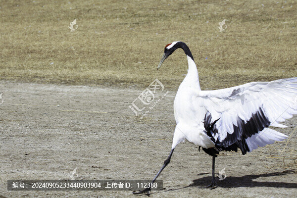 扎龍丹頂鶴齊齊哈爾鶴鄉(xiāng)濕地