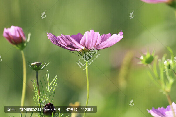 掃帚梅格?；ǚ奂t花秋英波斯菊