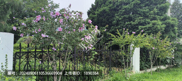木槿樹