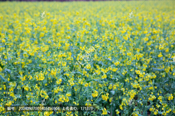 油菜花