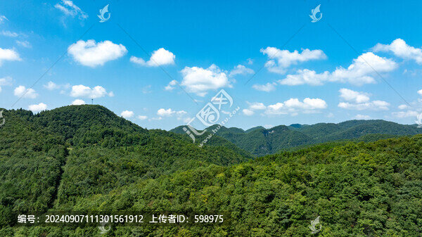 森林
