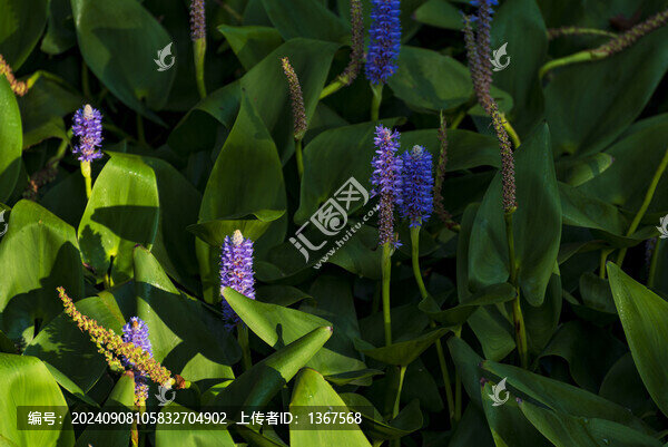 梭魚草