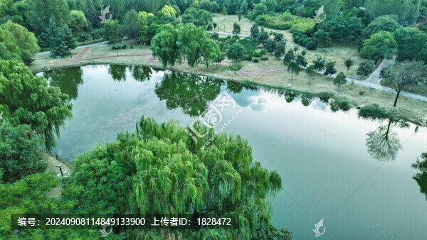 戶外公園綠色池塘