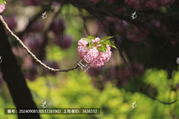 櫻花