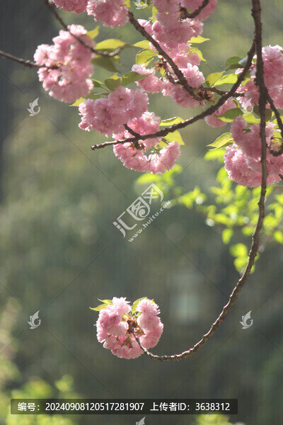 櫻花