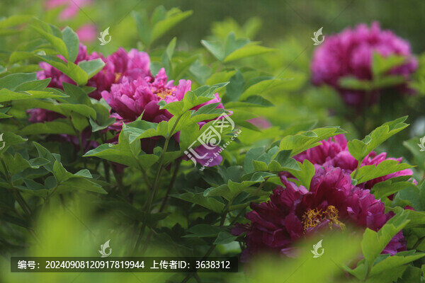 牡丹
