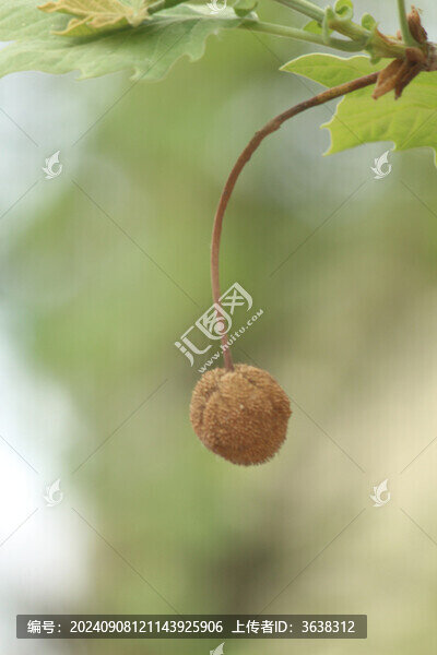 法桐球